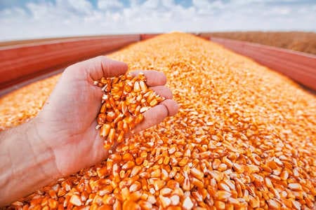 Купить диплом агронома в Нижнекамске